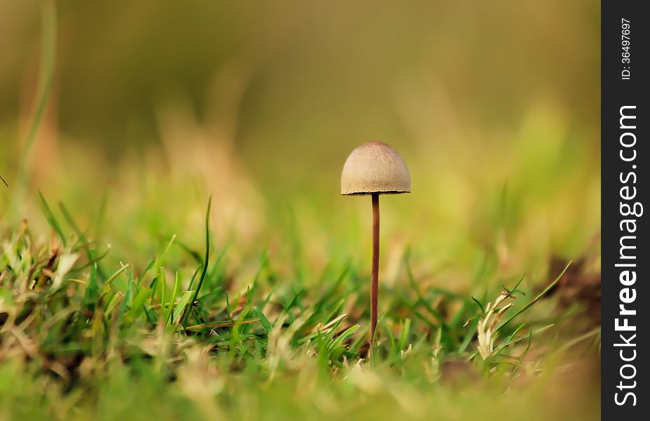 Wild mushroom on the grass.