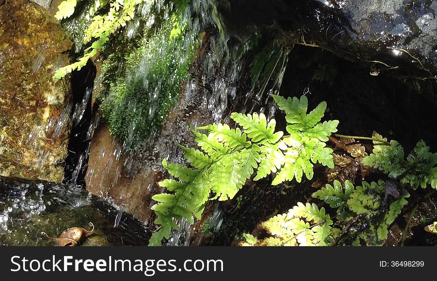 A small waterfall falling from some rocks with ferns in a park in the Philippines. A small waterfall falling from some rocks with ferns in a park in the Philippines.