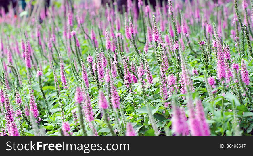 Beautiful Purple Spiked Speedwell and Blurred Backyard Lush Green Grass