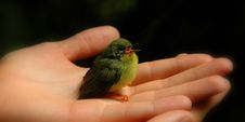 Baby Bird In Hand With Beak Open (color) Royalty Free Stock Photography
