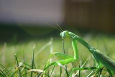 Praying Mantis Royalty Free Stock Images Praying Mantis Royalty Free Stock Images