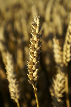 Wheat Stock Photography Wheat Stock Photography
