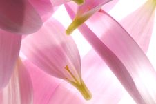 Pink Petals Stock Photos Pink Petals Stock Photos