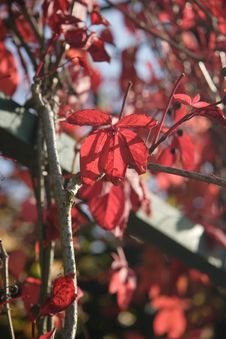 Red Autumn Leaves Royalty Free Stock Photo Red Autumn Leaves Royalty Free Stock Photo