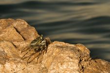 The Crab On A Rock Stock Image