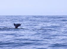 Whale Tail Royalty Free Stock Photos