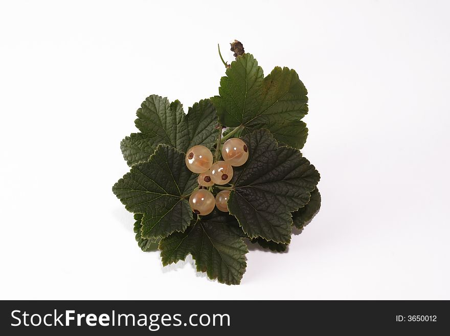 White currant on the neutral background