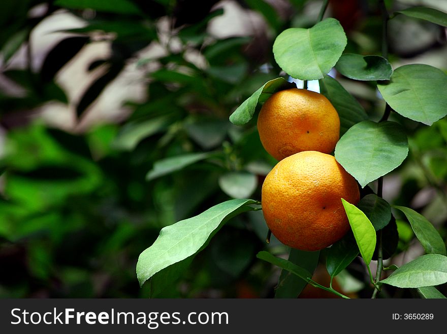 Two oranges around green leaves.