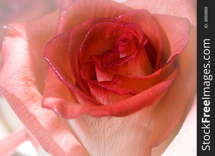 Close-up shot of a rose bud with water drops on petals