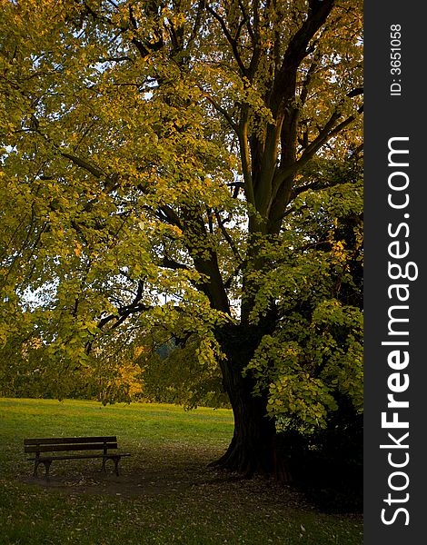 A bench under big tree. A bench under big tree