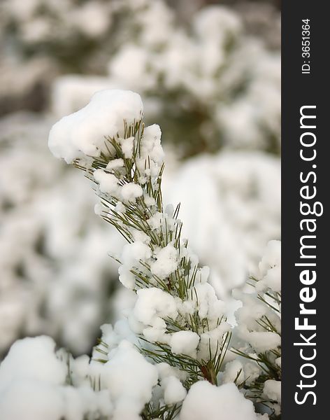 Branch of a fur-tree covered by the first snow