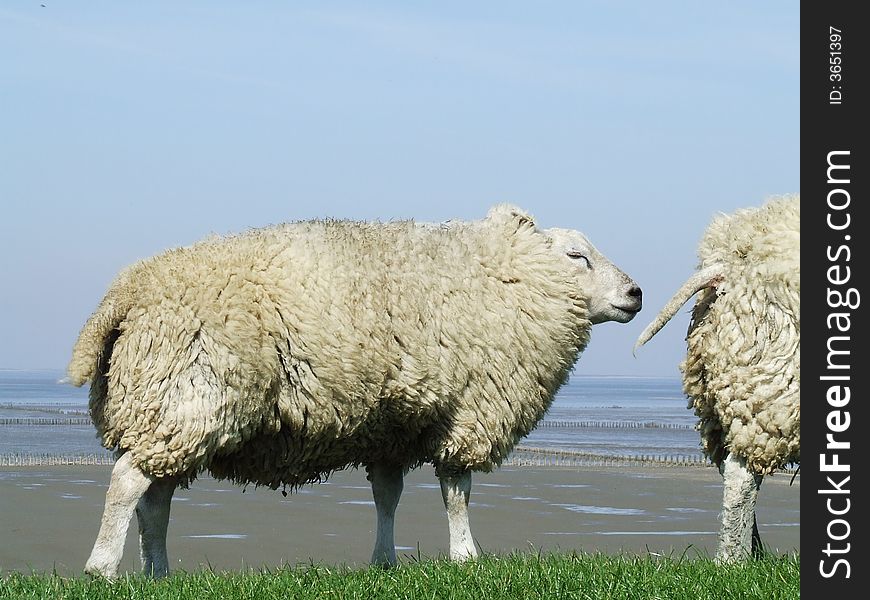 Picture of two sheep on a in Holland