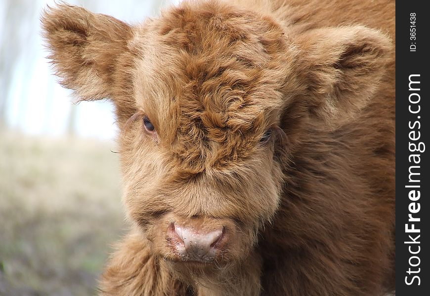 Picture of a young scottish highland cow. Picture of a young scottish highland cow
