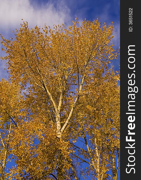 Majestic aspen tree with bright yellow leaves on blue sky background. Majestic aspen tree with bright yellow leaves on blue sky background