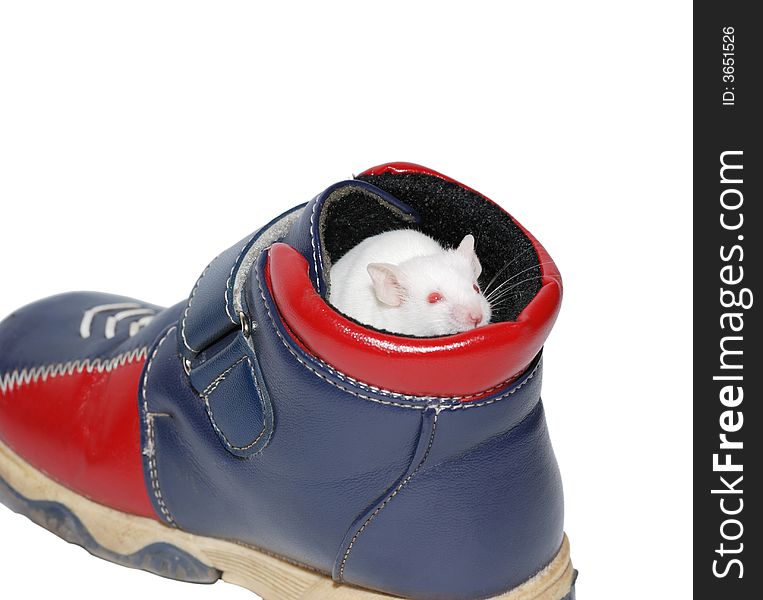 White Mouse In Boot