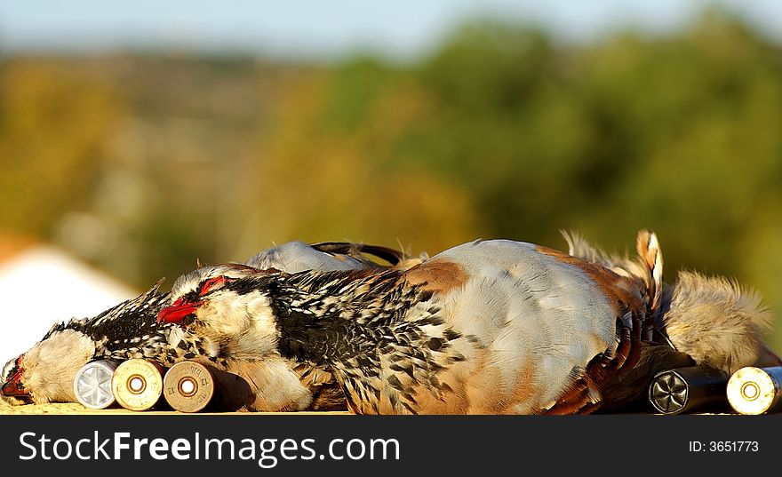 Two abated partridges during one hunted. Two abated partridges during one hunted.