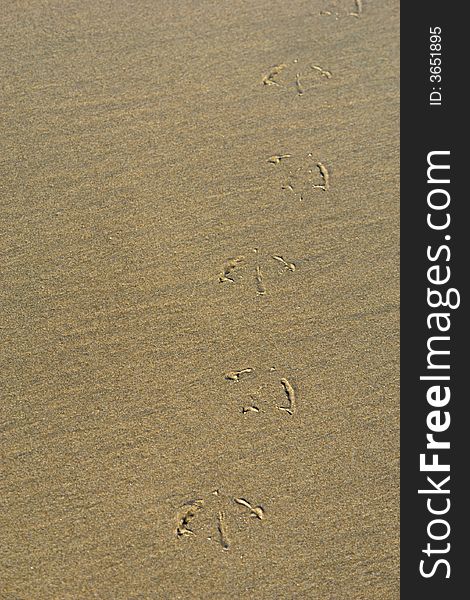 Bird foot prints in the wet sand walking towards the viewer on the beach, suitable for background image. Bird foot prints in the wet sand walking towards the viewer on the beach, suitable for background image