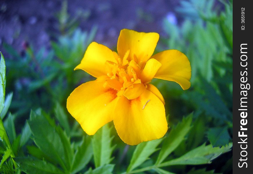 Orange flower. Calendula. Close-up photo.