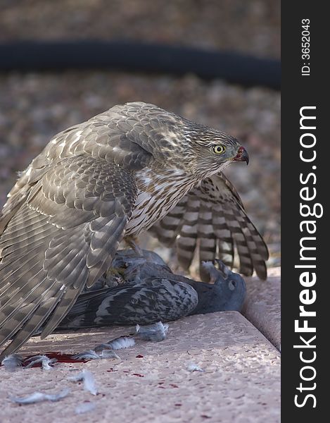 Photograph of a bird of prey eating pigeon. Photograph of a bird of prey eating pigeon.