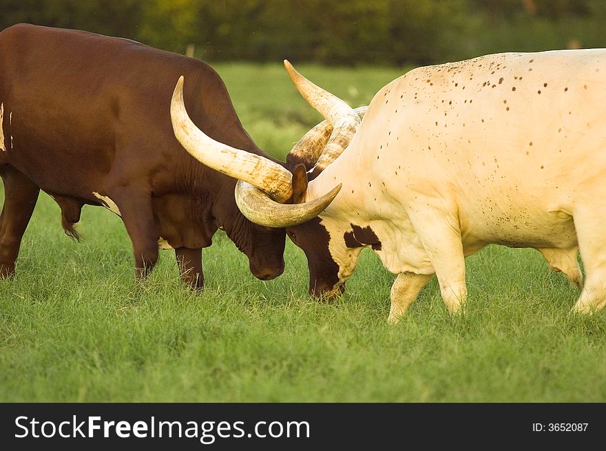 Photograph of two longhorns locked in battle. Photograph of two longhorns locked in battle.