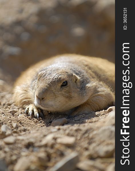 Photograph of a prarie dog.