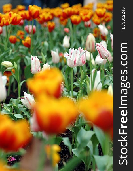 Tulip flowers in garden.
Colourful.