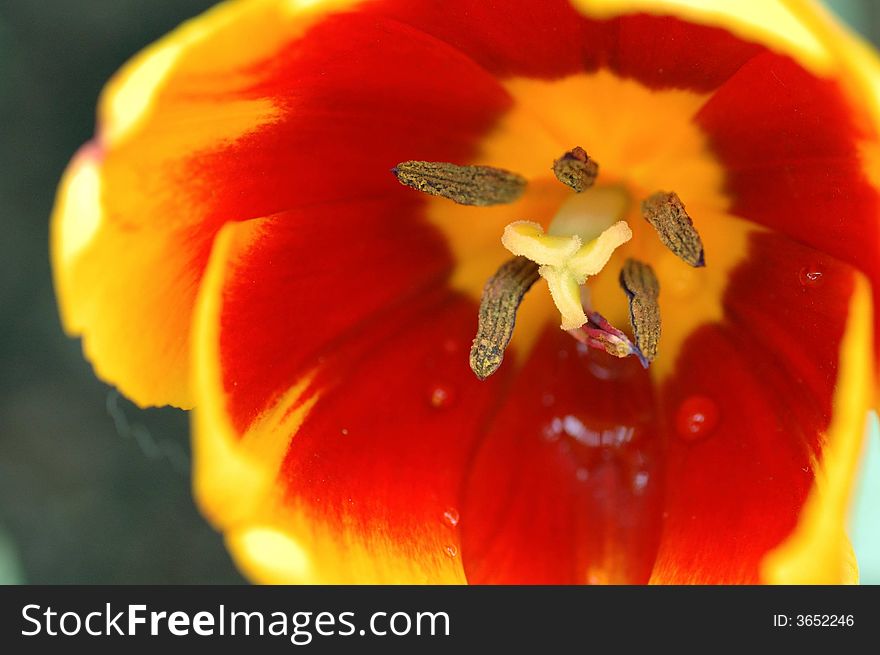 Tulip Macro