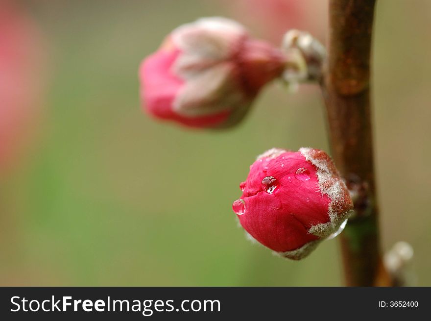 Peach blossom in spring with pure background .