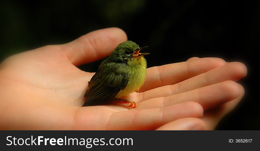 Baby bird with beak open, rescued after falling out of nest. Baby bird with beak open, rescued after falling out of nest.