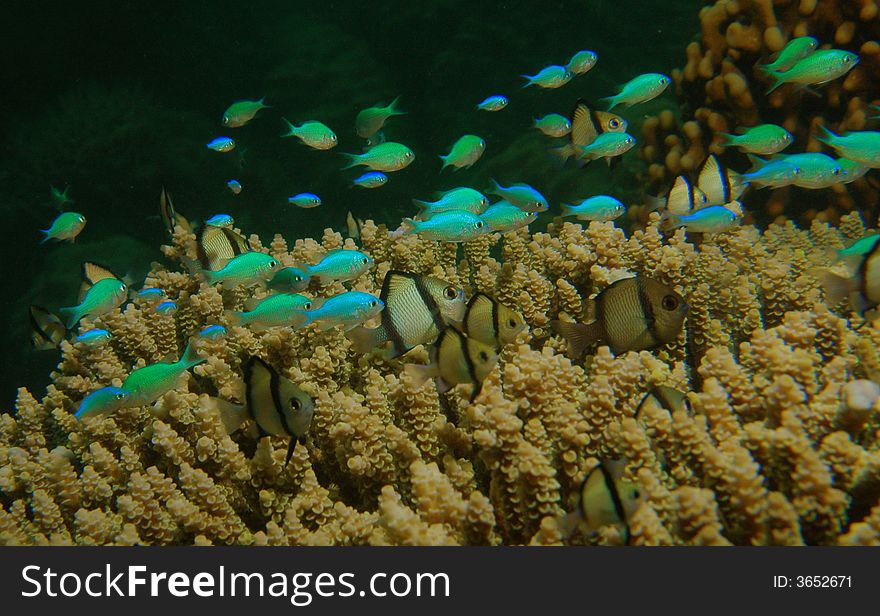 Luminous blue tropical fish on coral reef in the Philippines.