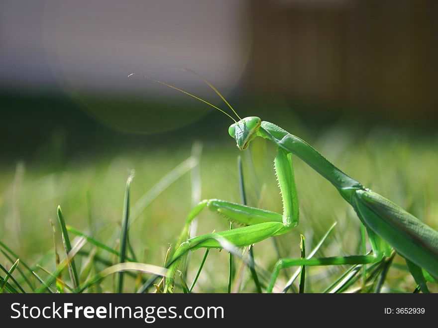 A close up of a praying mantis in the grass