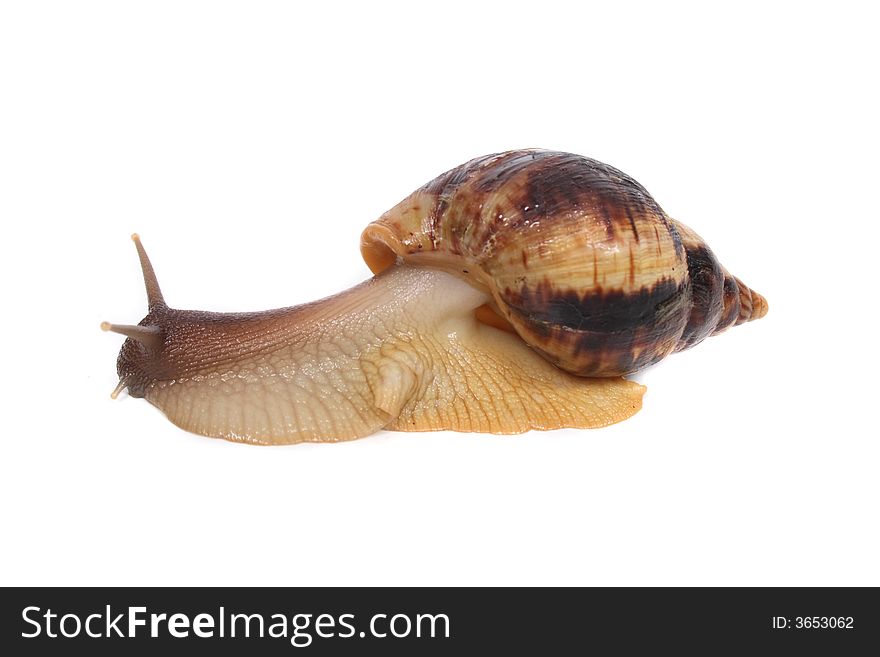 Nice big snail on the white background