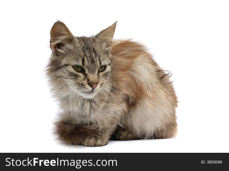 Gray furry cat on the white background