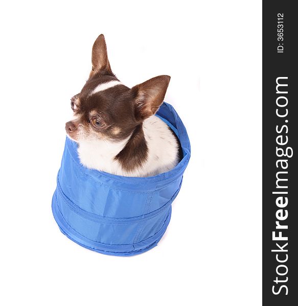 Chihuahua in the blue basket on the white background. Chihuahua in the blue basket on the white background