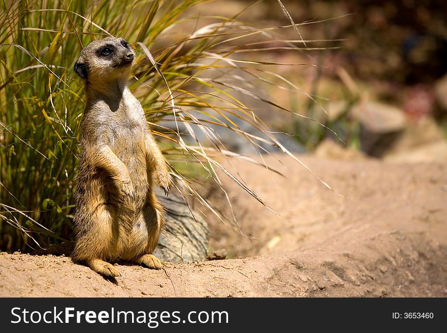 A watchful meerkat stands guard for her family