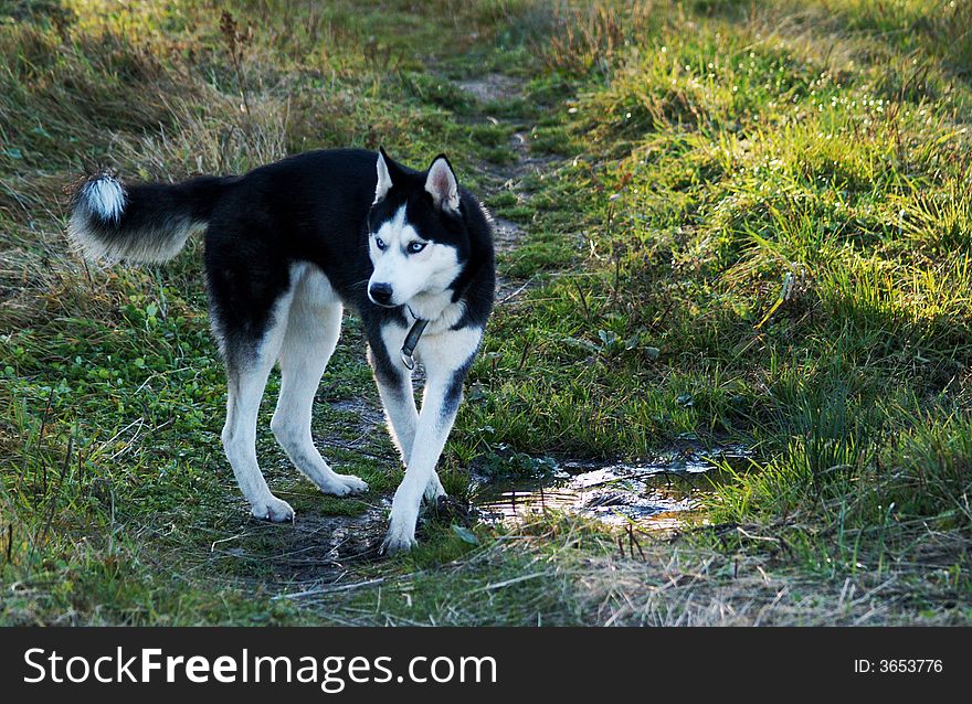 Siberian husky on walking in in autumn nature