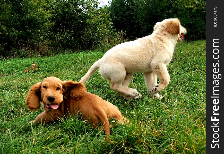 Cocker Spaniel Puppy playing with little golder retriever