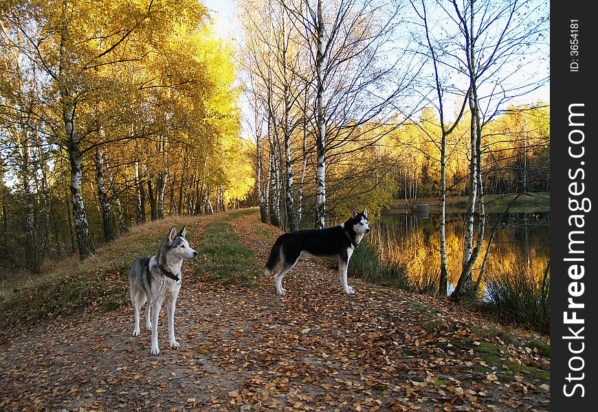 Two siberian husky in pond. Two siberian husky in pond