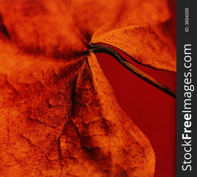 Detail of a red leaf. Detail of a red leaf