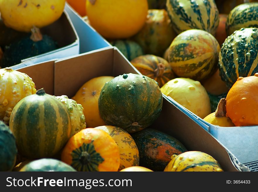 An assorted selection of small pumpkins