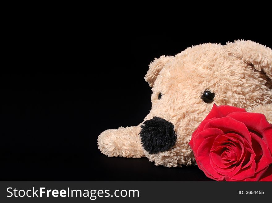 Bear with rose on black background