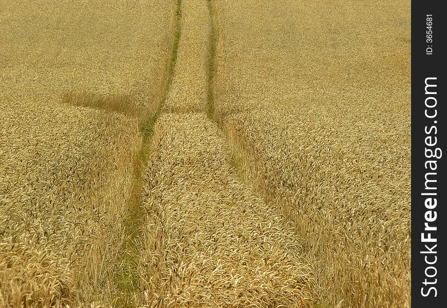 A track in a wheat field. A track in a wheat field