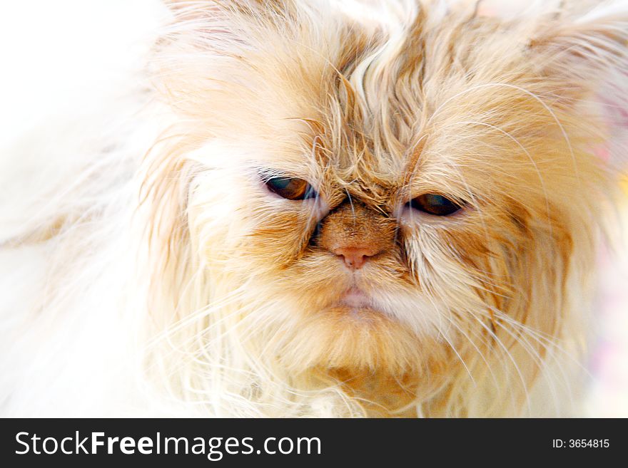 Wet cat with unhappy eyes