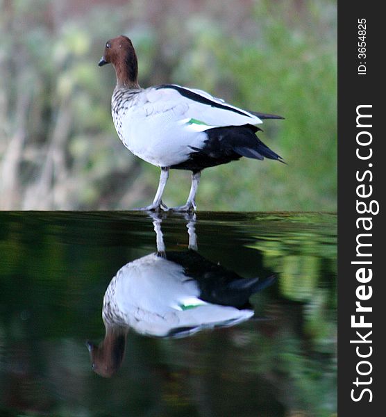 Portrait or a bird perched on the edge of a pond. Portrait or a bird perched on the edge of a pond