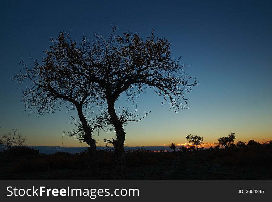 Two Trees In Sketch