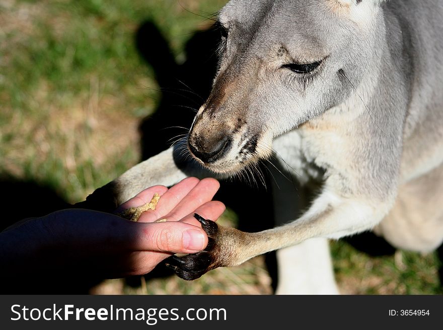 Kangaroo eating food from a persons hand. Kangaroo eating food from a persons hand
