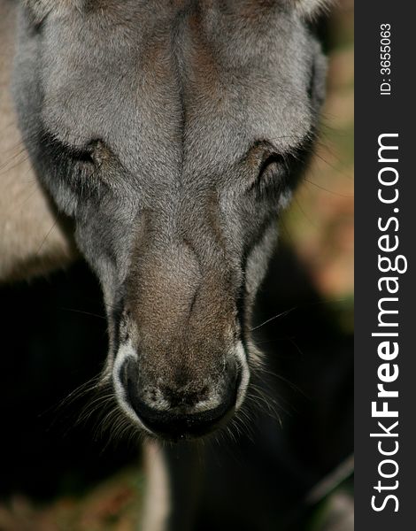 Close up portrait of a kangaroo. Close up portrait of a kangaroo