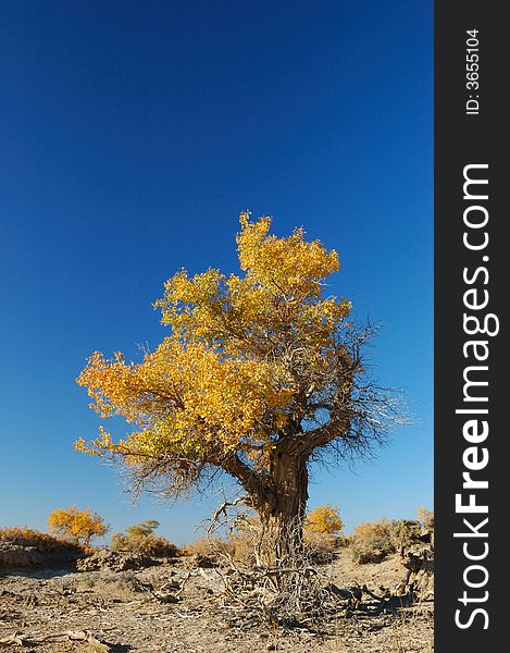 Diversifolious poplar is the dominant native. woody species distributed in the desert of Mulei, east of Xinjiang province, which borders Mongolia
Fall of 2007. Diversifolious poplar is the dominant native. woody species distributed in the desert of Mulei, east of Xinjiang province, which borders Mongolia
Fall of 2007