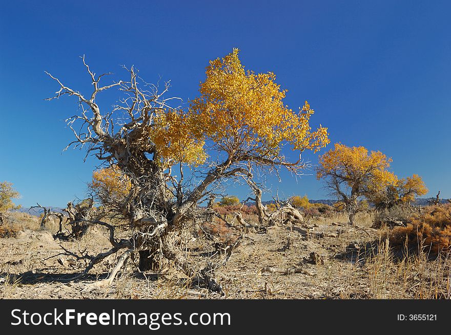 Populus Euphratica Forest