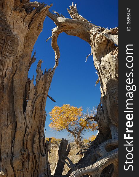 Diversifolious poplar is the dominant native. woody species distributed in the desert of Mulei, east of Xinjiang province, which borders Mongolia Fall of 2007. Diversifolious poplar is the dominant native. woody species distributed in the desert of Mulei, east of Xinjiang province, which borders Mongolia Fall of 2007